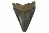 Juvenile Megalodon Tooth - Georgia #90730-1